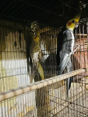 Cockatiel Bird