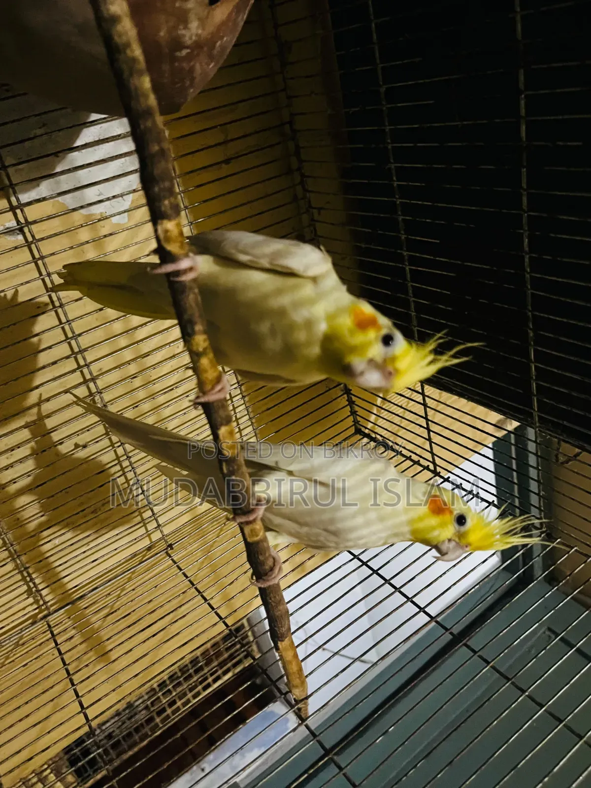 Cockatiel Bird