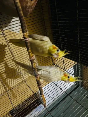 Cockatiel Bird