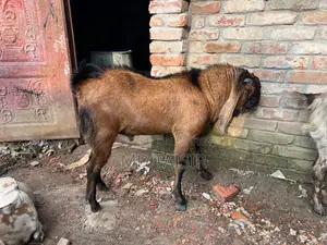 Pure Lalbagh Goat for Sale