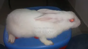 ২ টা খরগোশ