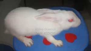 ২ টা খরগোশ