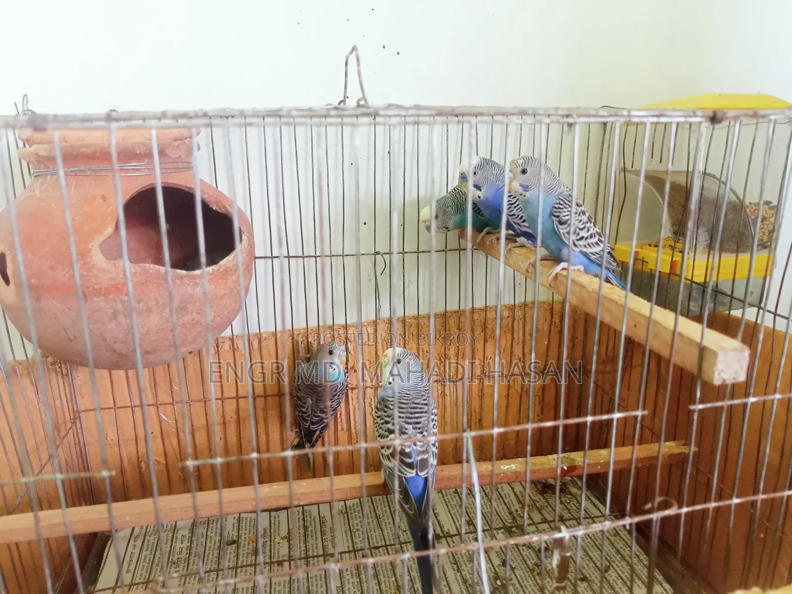 Will sell birds