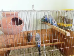 Will sell birds