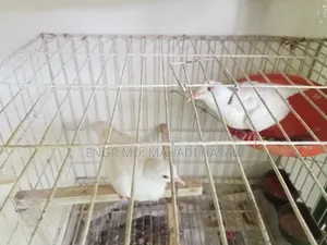 Will sell birds