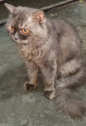 6-12 Months Male Purebred Persian