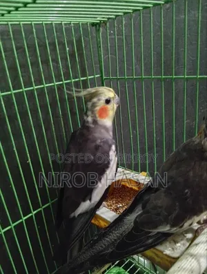 Running Cockatiel with Female Baby