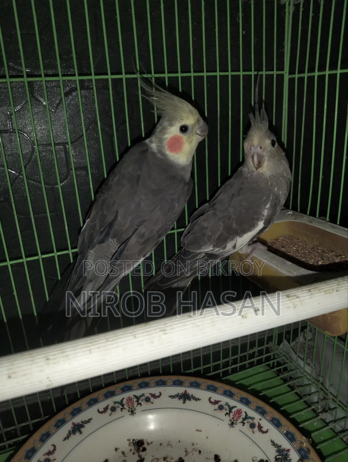 Running Cockatiel with Female Baby