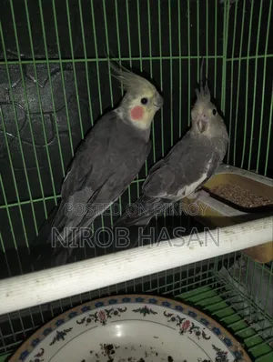 Running Cockatiel with Female Baby