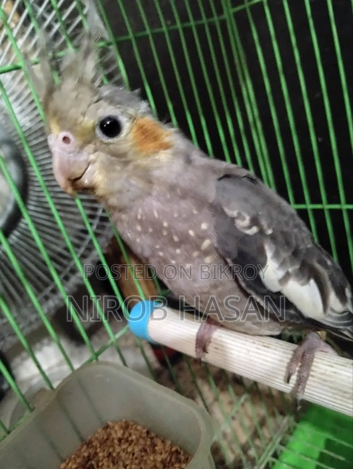 Running Cockatiel with Female Baby