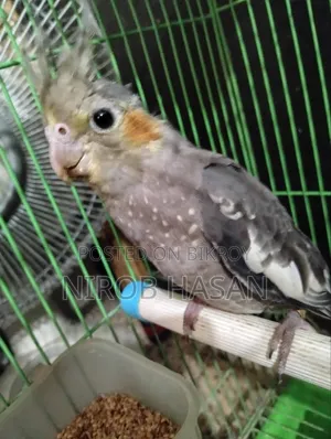 Running Cockatiel with Female Baby