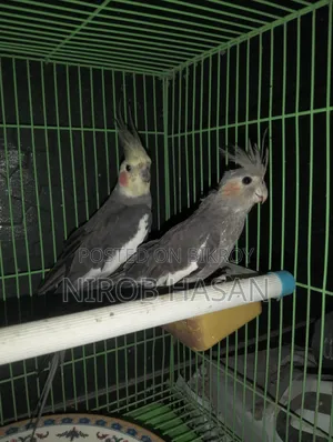 Running Cockatiel with Female Baby