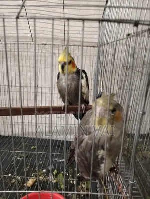 ককটেল মাস্টার জোড়া