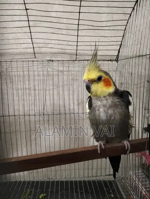 ককটেল মাস্টার জোড়া