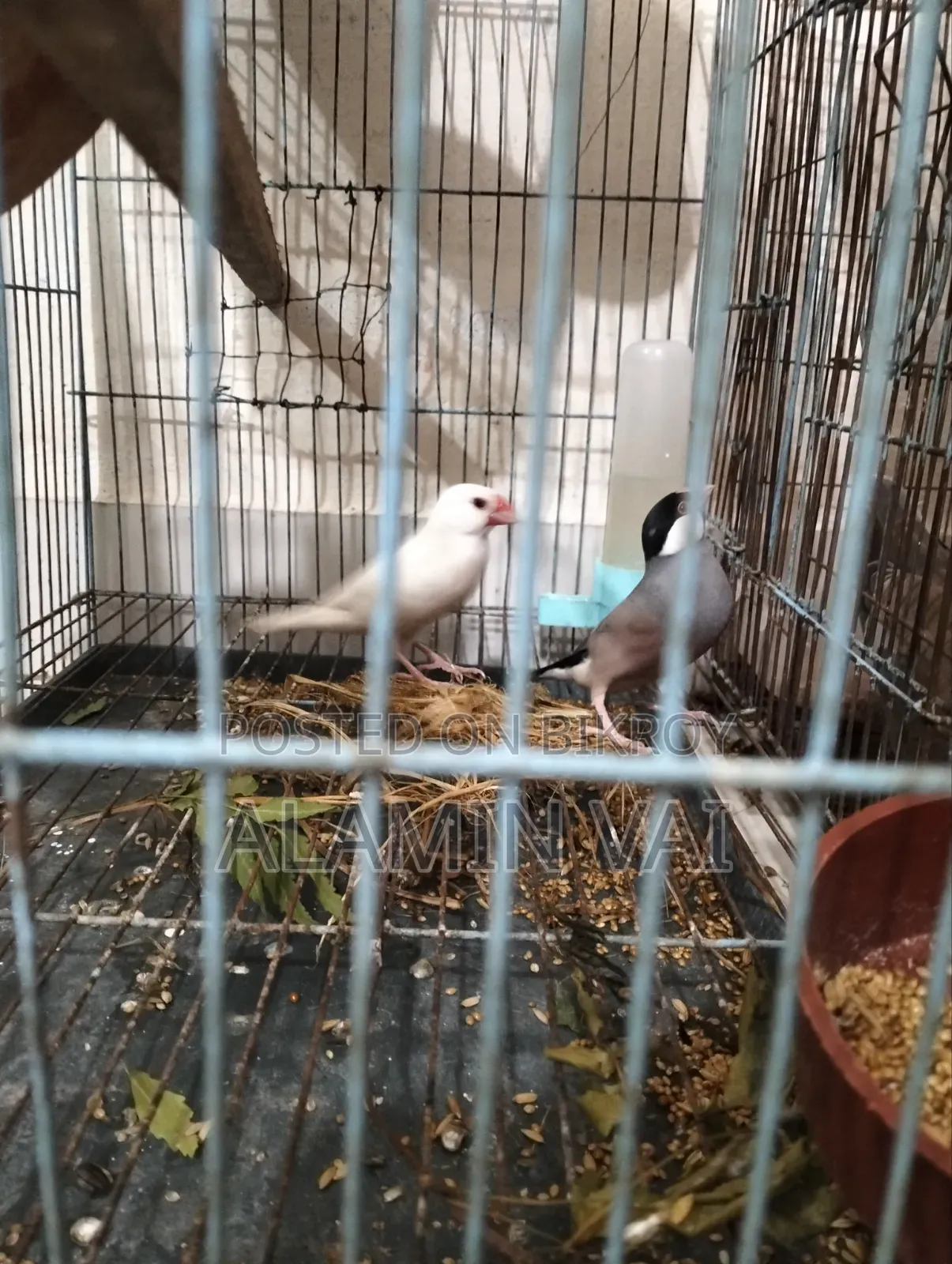 জাভা মাস্টার পেয়ার