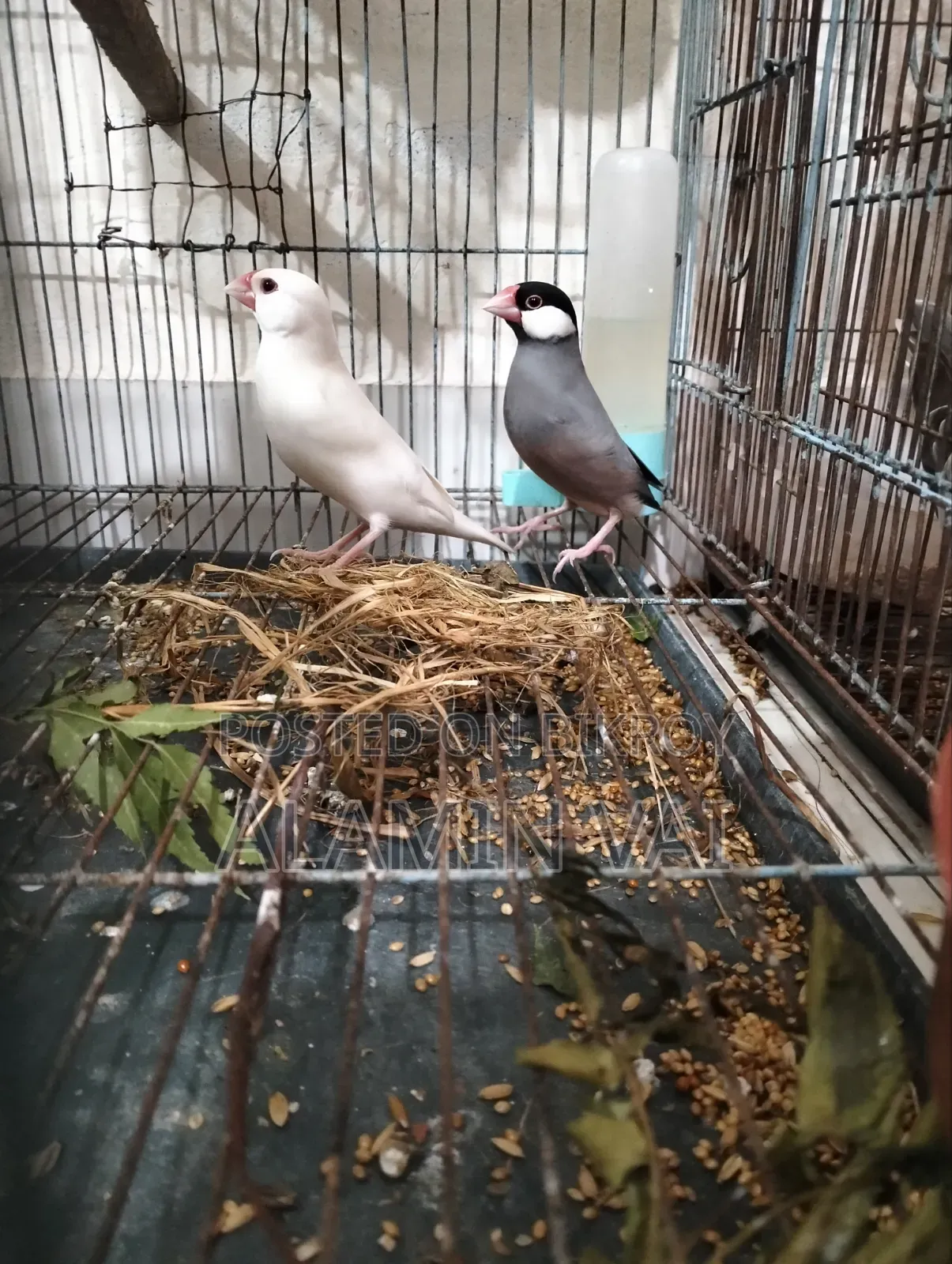 জাভা মাস্টার পেয়ার
