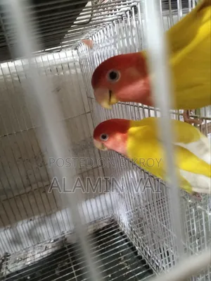 Love Bird Master Pair