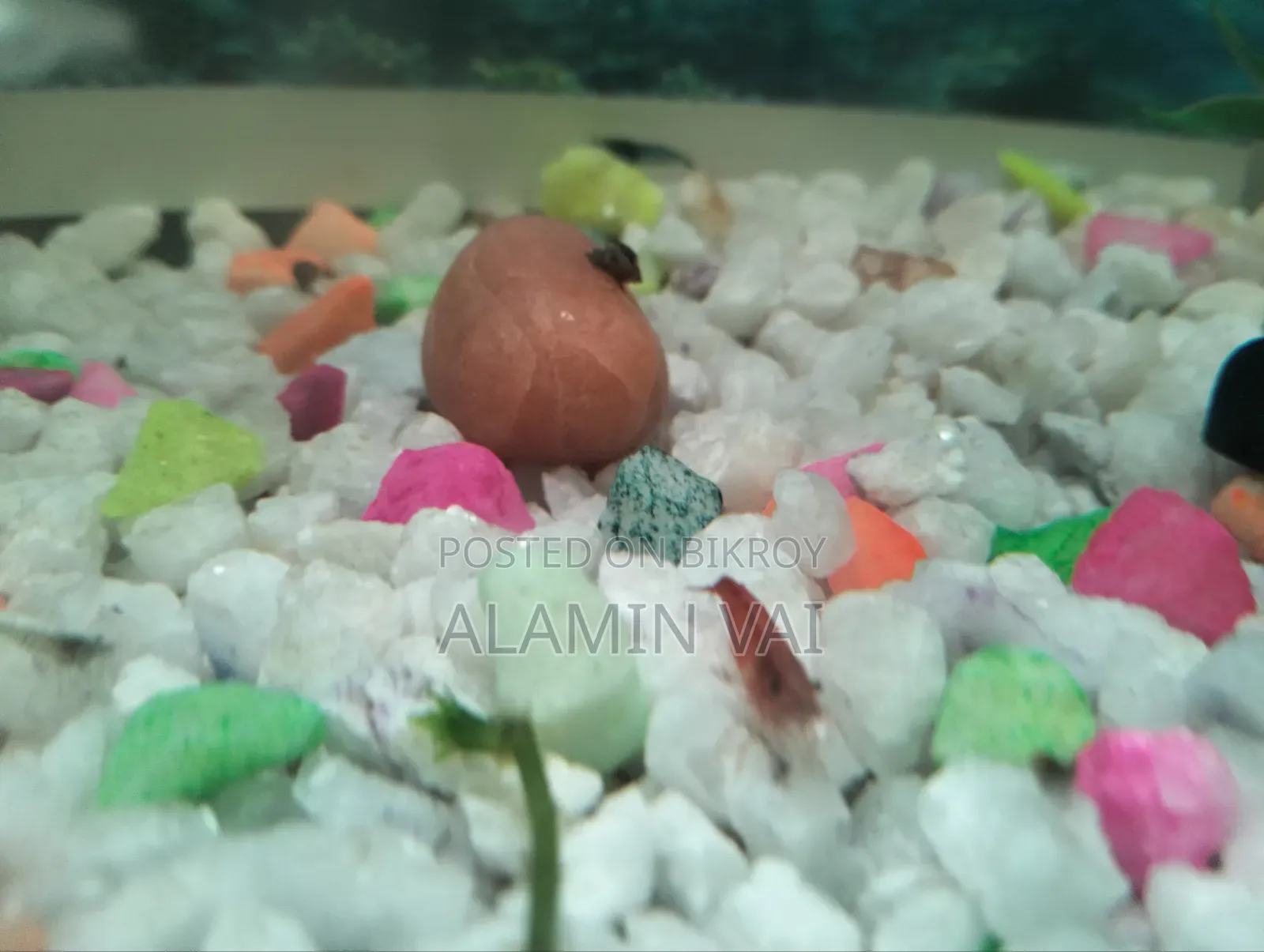Shrimp All Color Mint Ration