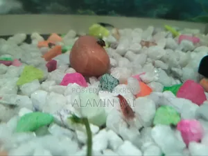 Shrimp All Color Mint Ration