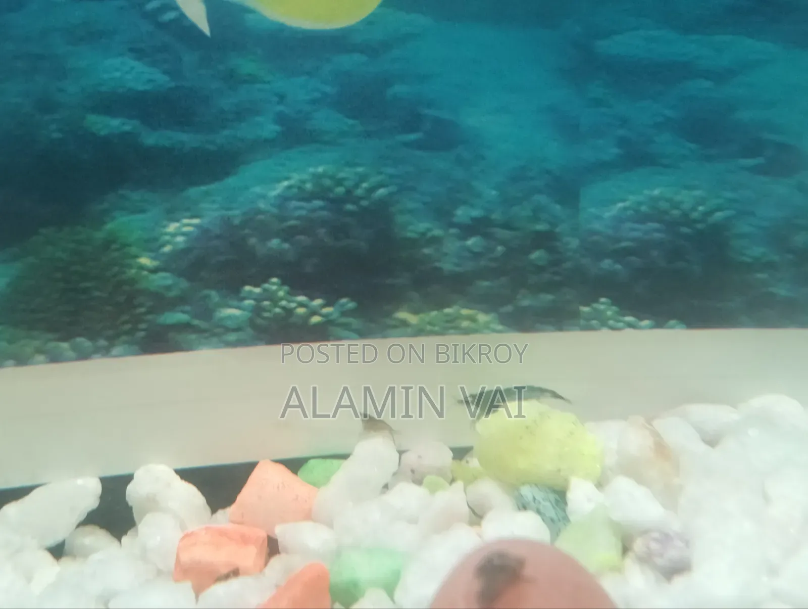 Shrimp All Color Mint Ration