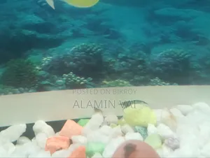 Shrimp All Color Mint Ration
