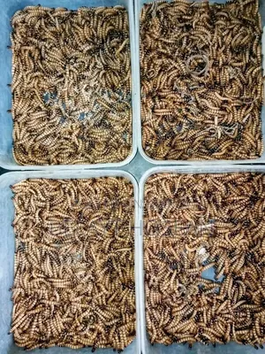 লাইভ বিটল পোকা বিক্রি | Beetle Insect | TAYBAH CREST FARMS