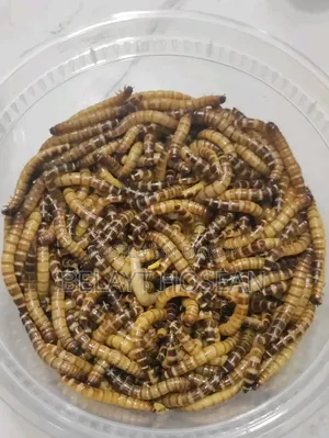লাইভ বিটল পোকা বিক্রি | Beetle Insect | TAYBAH CREST FARMS