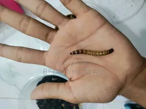 লাইভ বিটল পোকা বিক্রি | Beetle Insect | TAYBAH CREST FARMS