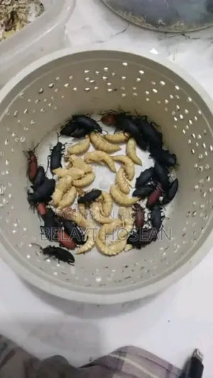 লাইভ বিটল পোকা বিক্রি | Beetle Insect | TAYBAH CREST FARMS