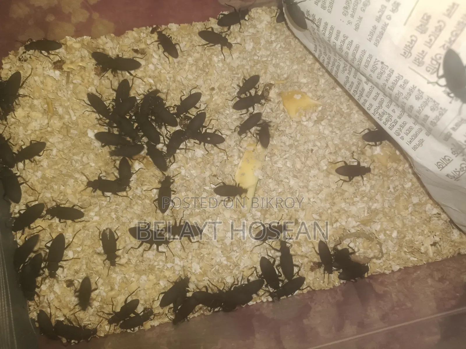 লাইভ বিটল পোকা বিক্রি | Beetle Insect | TAYBAH CREST FARMS