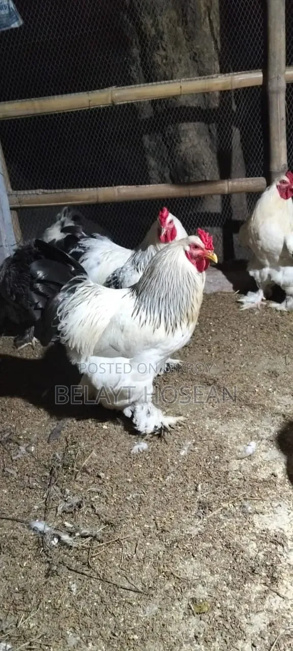Original Light Brahma chicken hatching eggs and chicks available