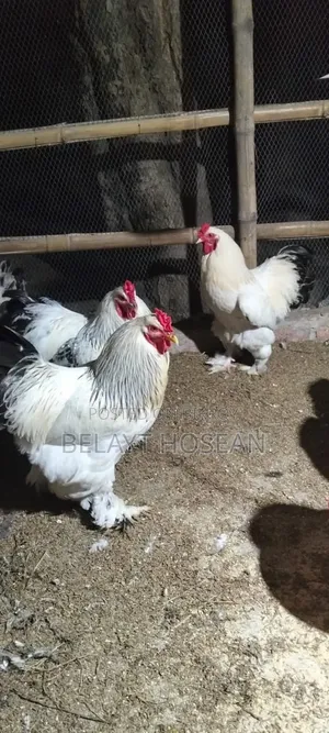 Original Light Brahma chicken hatching eggs and chicks available