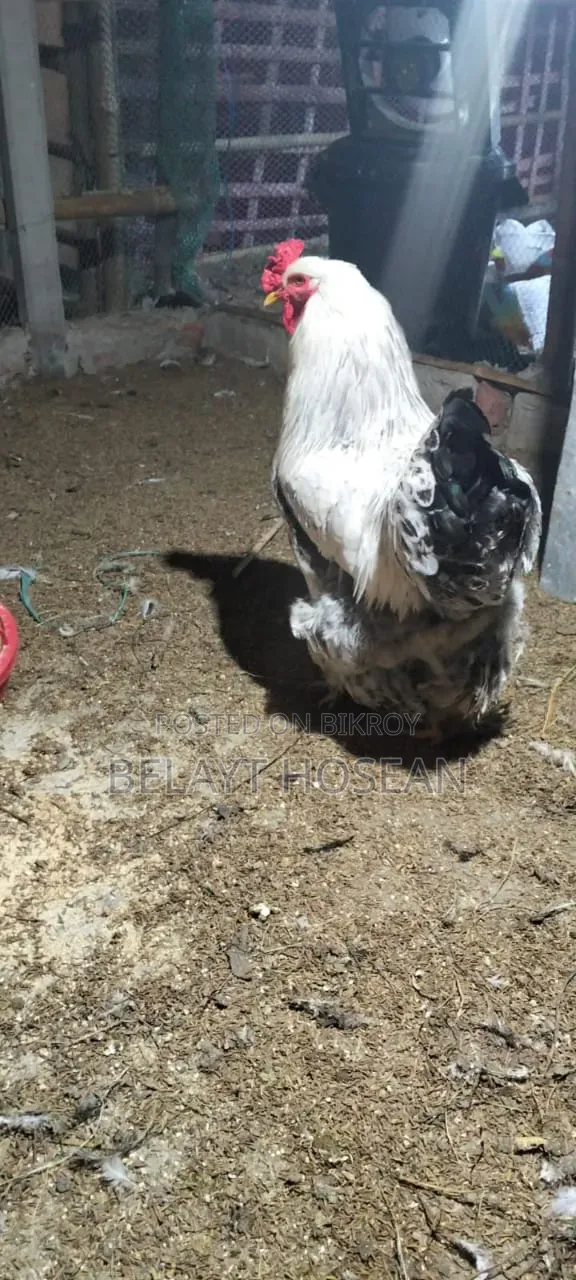 Original Light Brahma chicken hatching eggs and chicks available