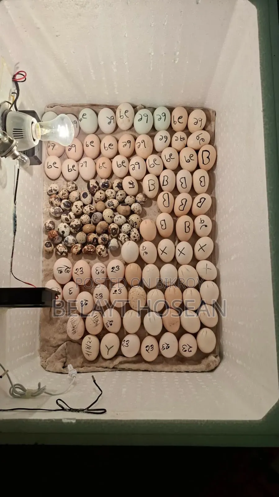 Original Light Brahma chicken hatching eggs and chicks available