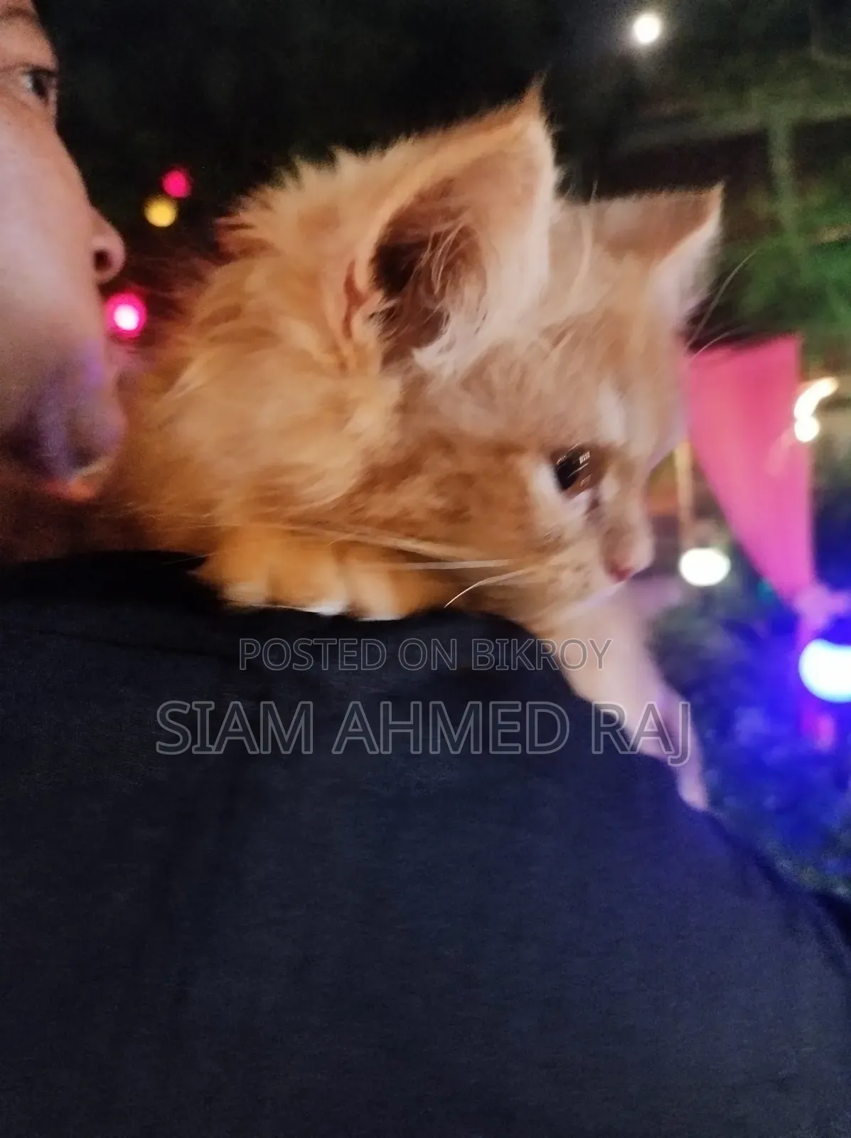 3-6 months Male Purebred Persian
