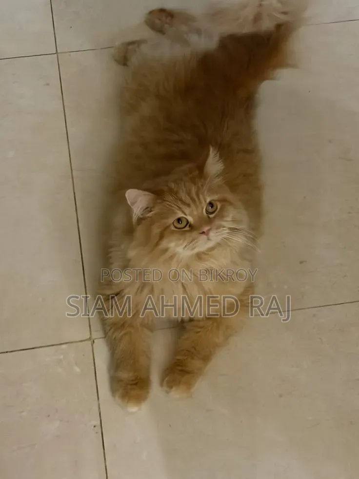 3-6 months Male Purebred Persian