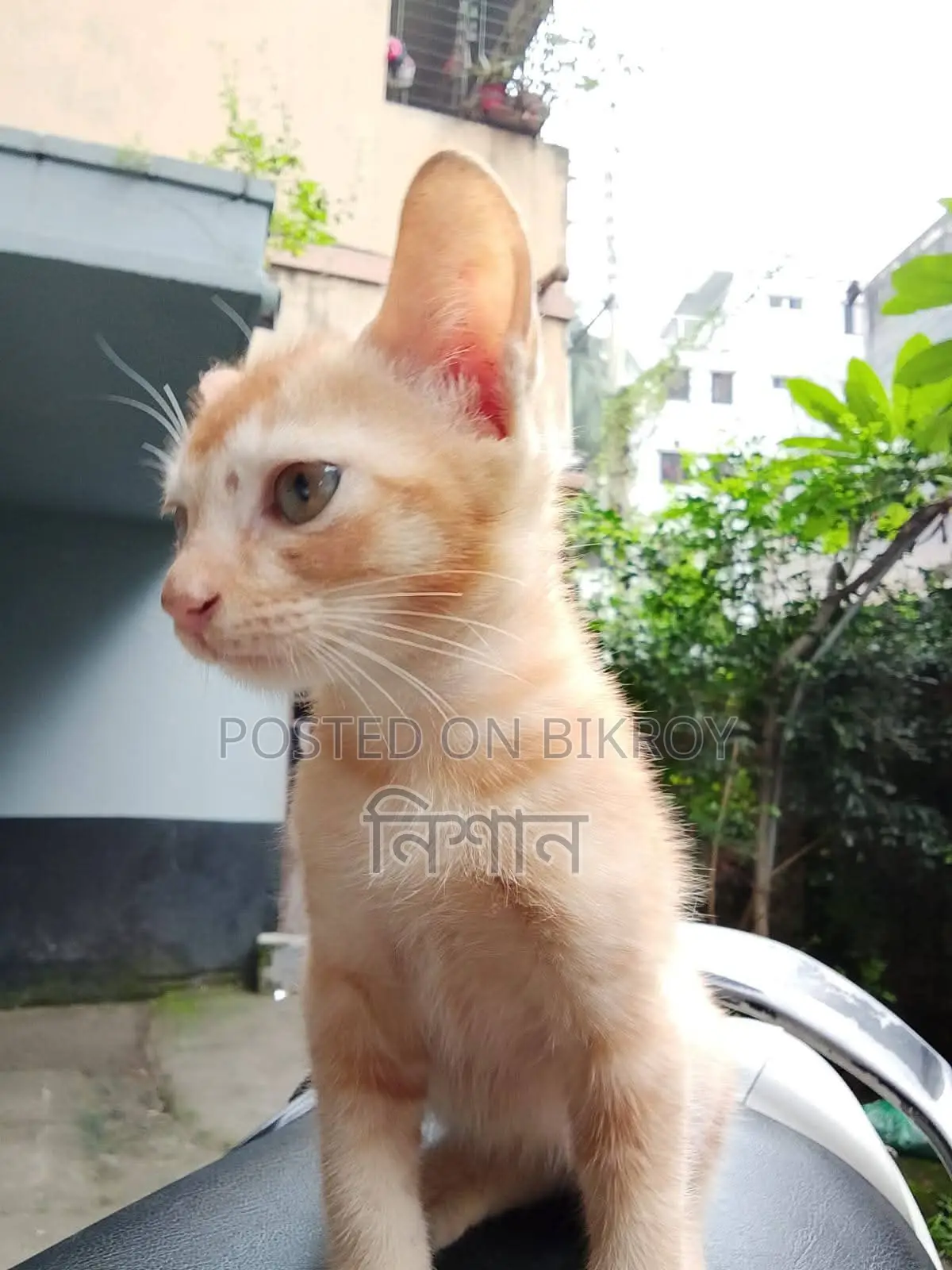 ৬-১২ মাস বয়সী মাদী মিক্সড ব্রিড বিড়াল