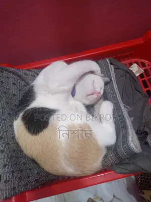 ৬-১২ মাস বয়সী মাদী মিক্সড ব্রিড বিড়াল