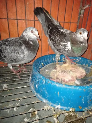 Racer pigeons for sale with babies