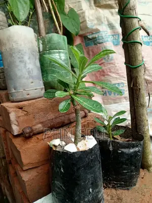 Adenium Obesum Tree