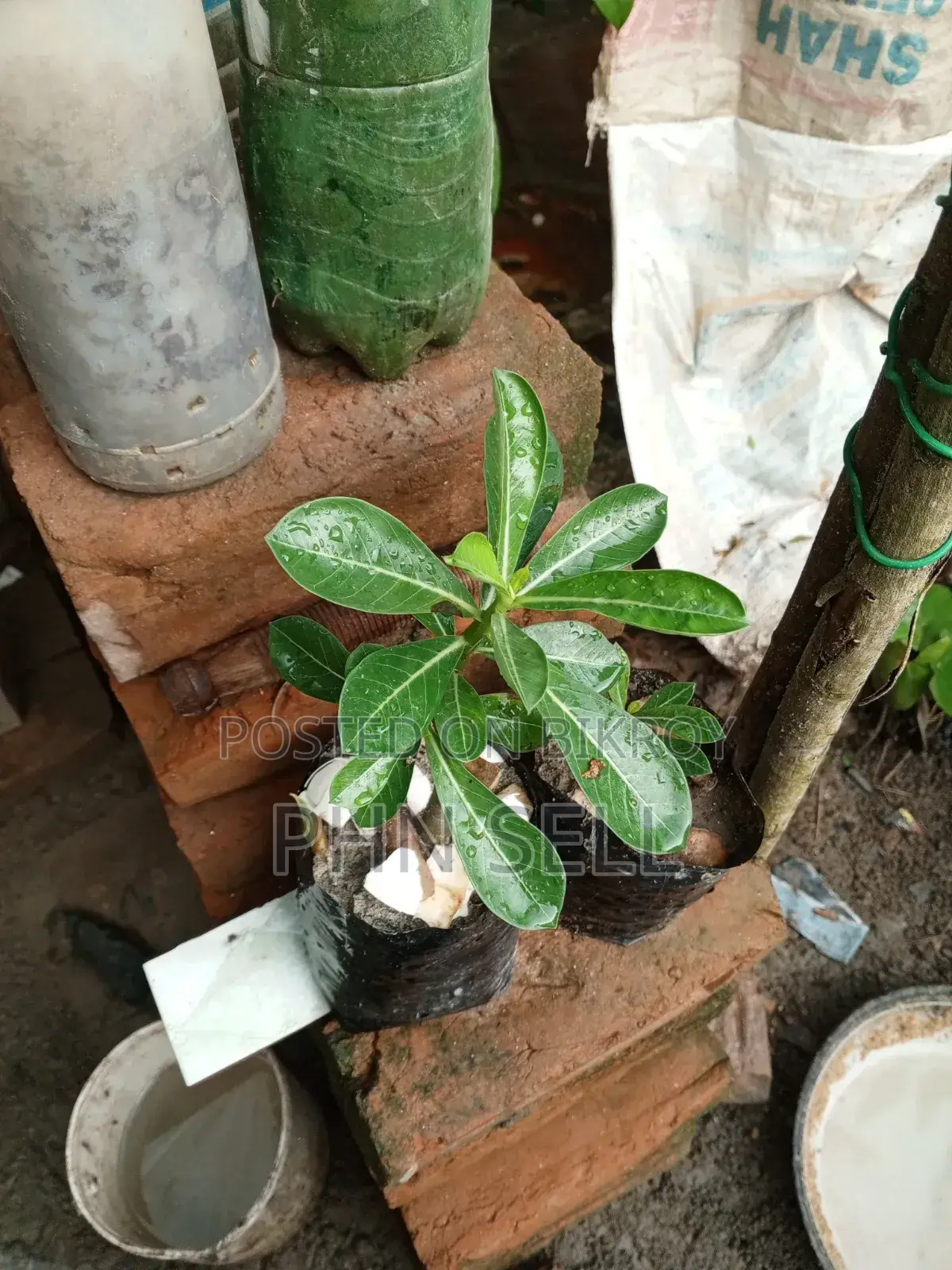Adenium Obesum Tree