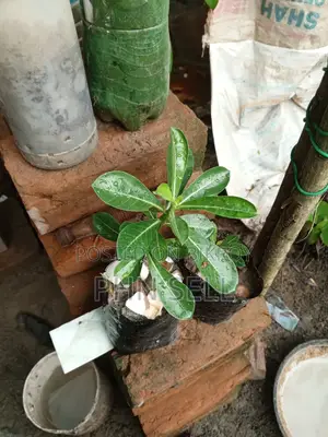 Adenium Obesum Tree