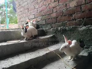 4 Rabbits