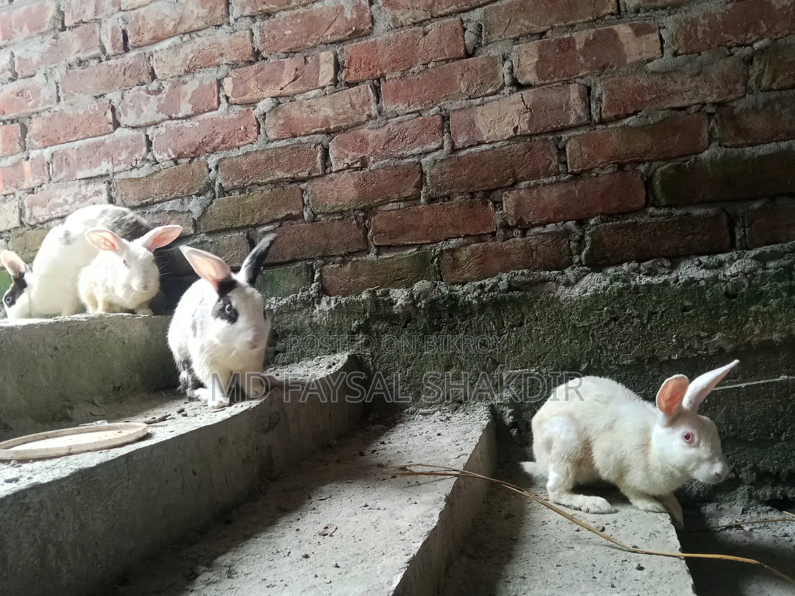4 Rabbits