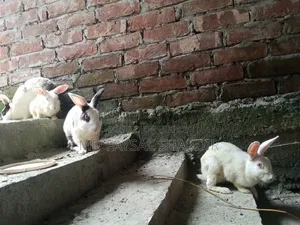 4 Rabbits