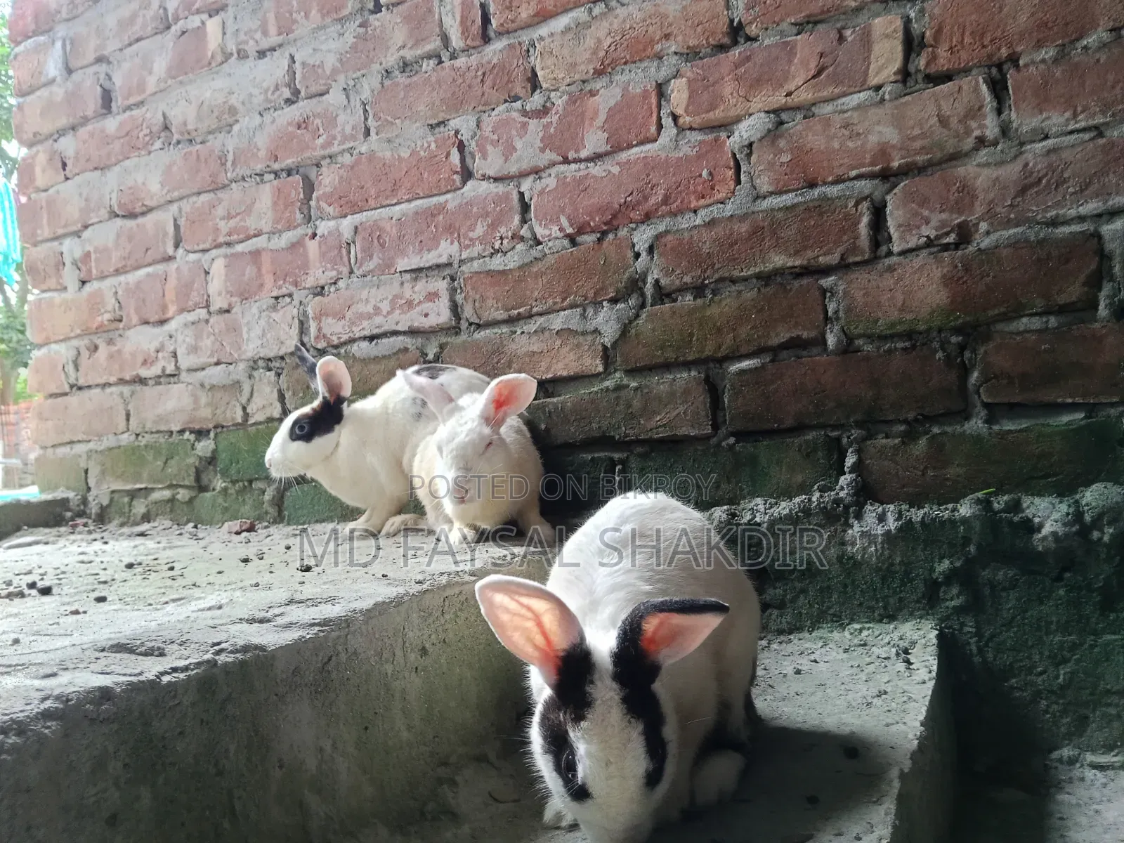4 Rabbits