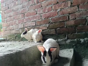 4 Rabbits