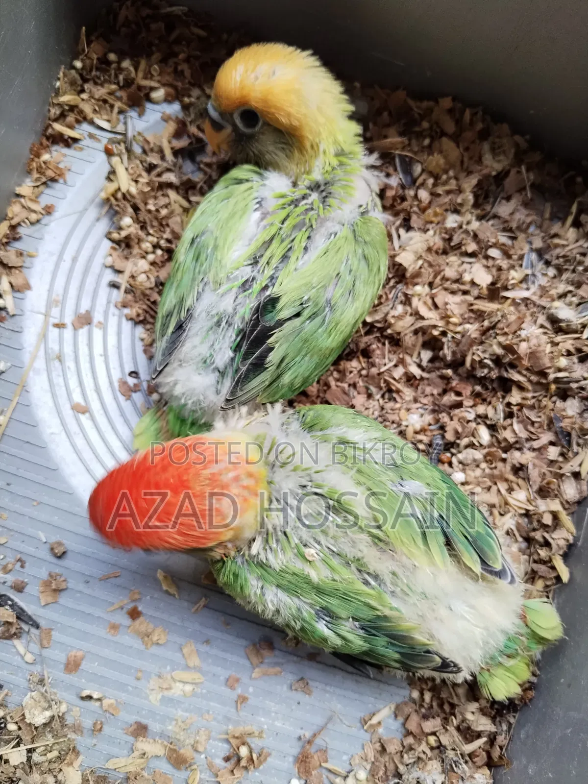 Lovebird Baby Tame Size