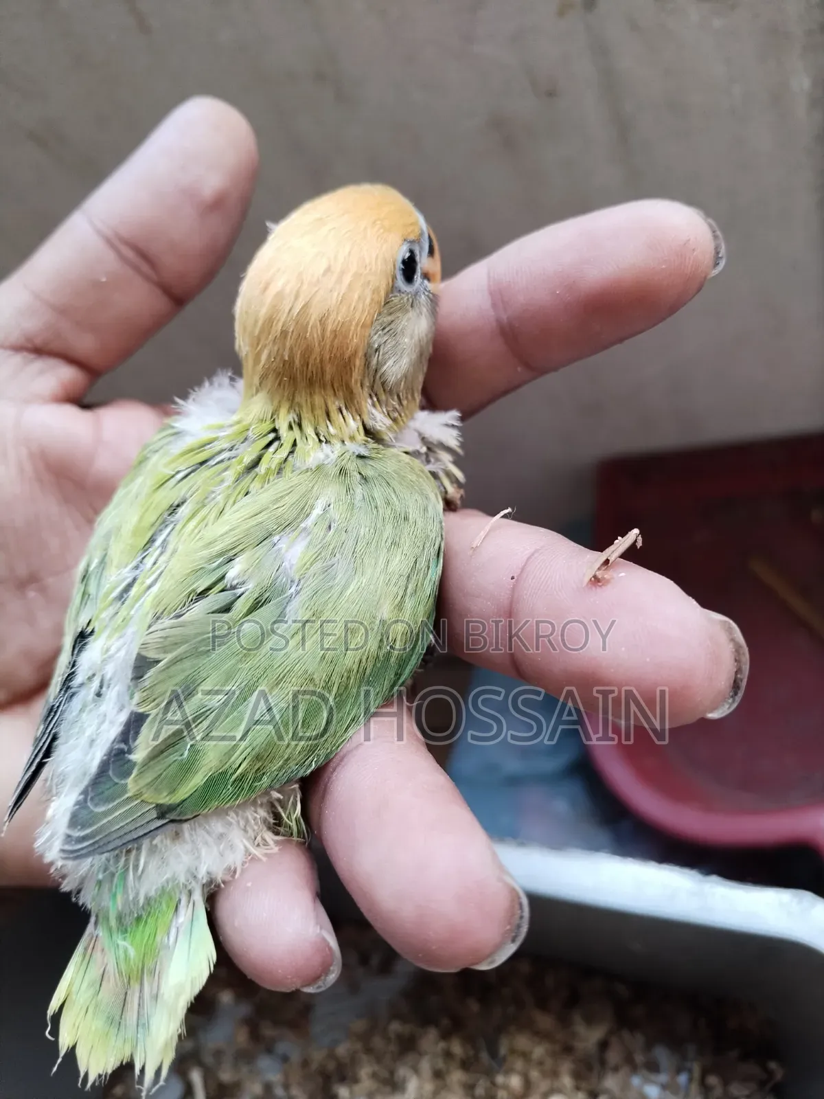 Lovebird Baby Tame Size