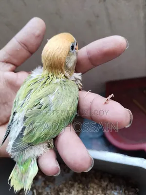 Lovebird Baby Tame Size